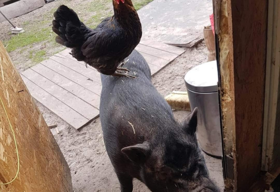 Pigs vs chickens